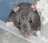 Rat